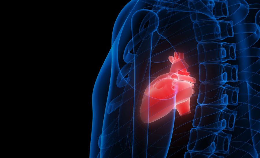 Conexão intestino - coração, na regulação cardiometabólica.