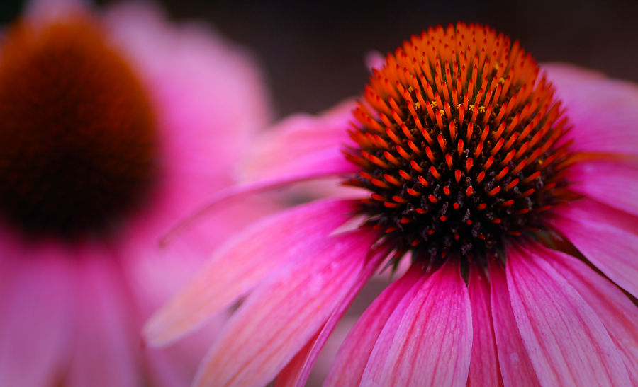 Extrato de Echinacea purpurea afeta o Sistema Imunológico, Metaboloma Global e Microbioma Intestinal em Modelo Animal