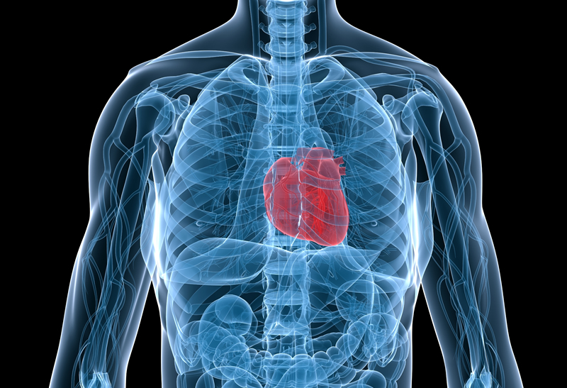 Suplementação de Coenzima Q10 Reduz o Risco de Eventos Cardiovasculares