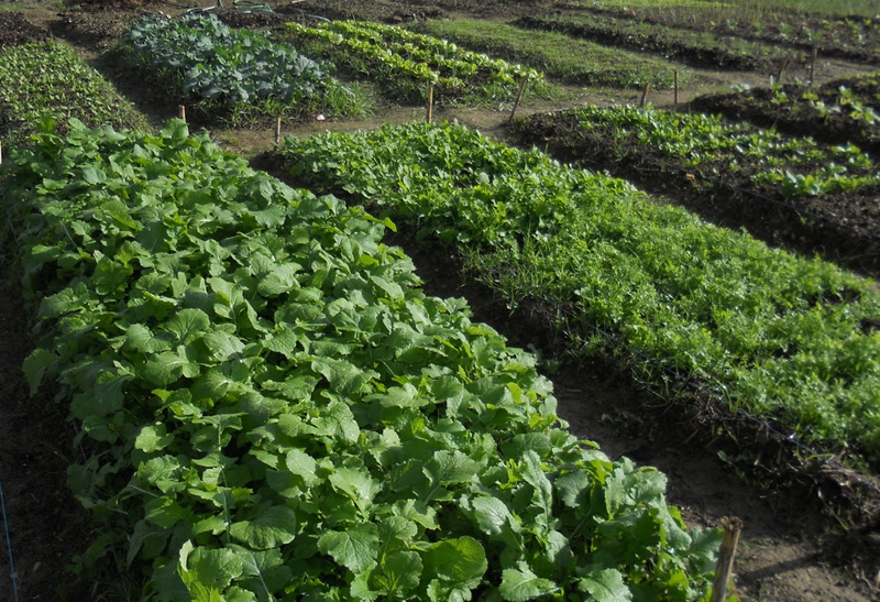 Projeto estimula solidariedade com hortas em unidades de saúde