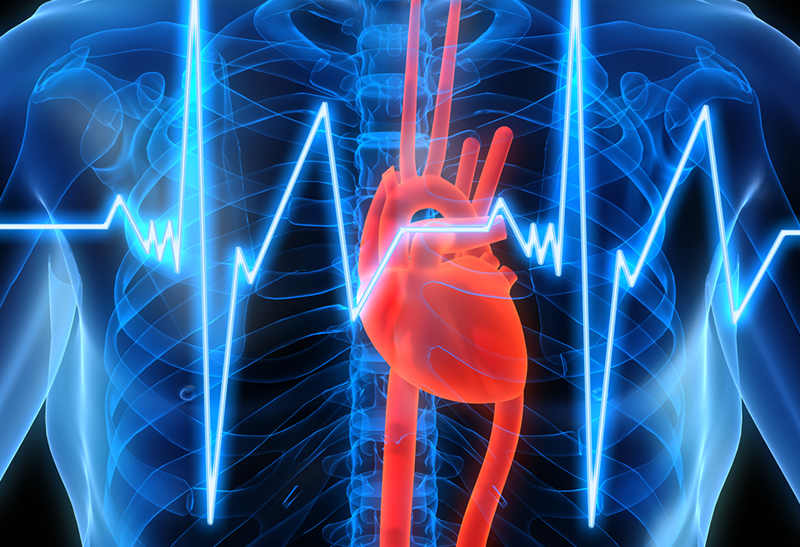 L-carnitina 3g/dia é a Dose Ideal para Prevenção da Doença Cardiovascular