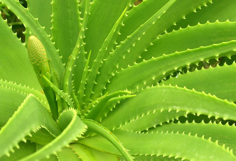 Aloe vera Melhora os Perfis Glicêmico e Lipídico em Indivíduos Pré-Diabéticos